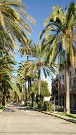 Palm trees by road against sky