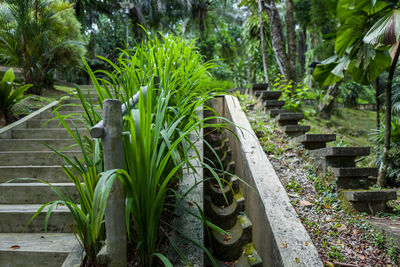 Plants and trees in park