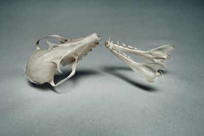 High angle view of shoes on table