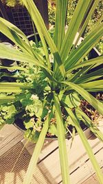 Plant growing on a wall