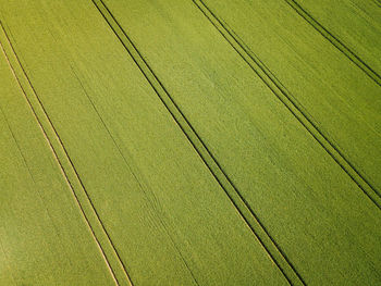 Aerial view of farmland rows of crops. green fields in summer.