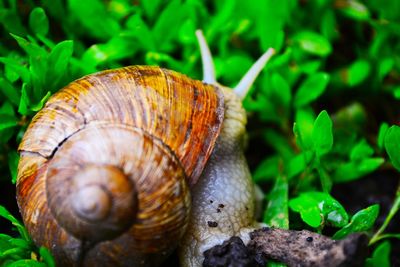 Snail in the garden after the rain