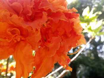 Close-up of red flower