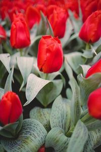 Close-up of tulips