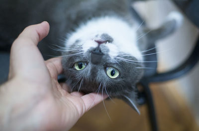 Close-up of hand holding cat