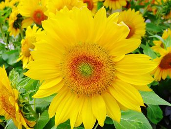 Close-up of sunflower