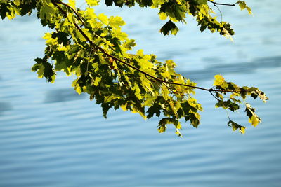 Leaves on tree by lake against sky