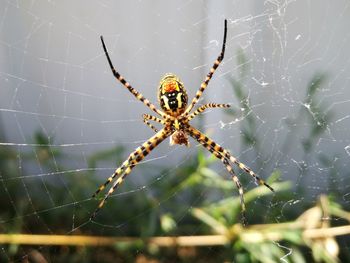 Close-up of spider on web