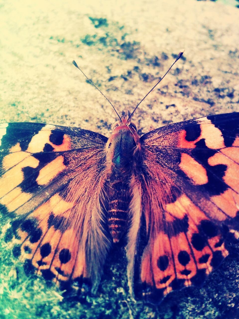 animal themes, animals in the wild, insect, butterfly - insect, animal markings, one animal, wildlife, butterfly, natural pattern, close-up, animal wing, focus on foreground, nature, outdoors, beauty in nature, day, no people, animal antenna, plant, fragility