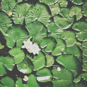 Close-up of water lily