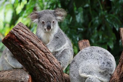 Koala resting on branch