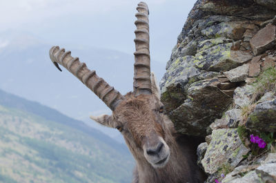 Close-up of deer standing on rock