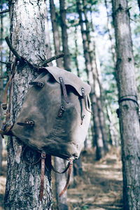 Close-up of an animal on tree trunk