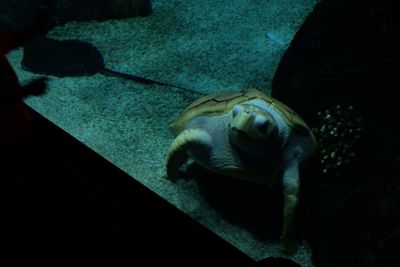 High angle view of turtle in aquarium