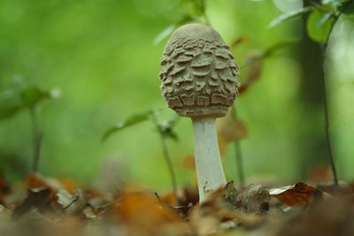 Close-up of mushroom growing outdoors