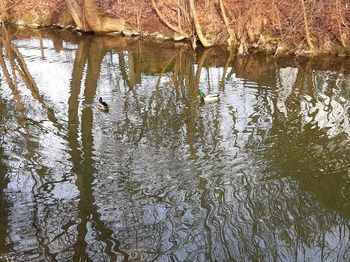 Reflection of trees in lake