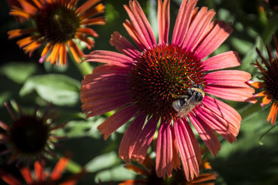 Close-up of coneflower blooming outdoors