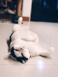 Cat lying on floor at home