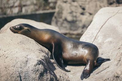 Close-up of sea lion on rock at beach