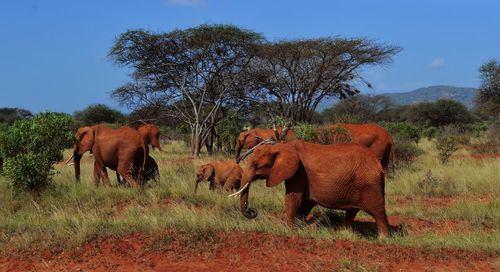 Elephants in a field