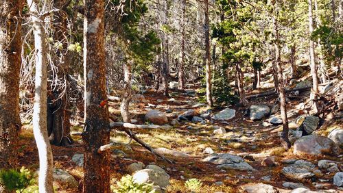 Trees in forest