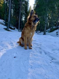 Dog on snow covered land