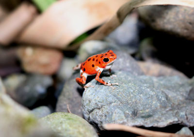 Close-up of ladybug on rock