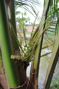 Close-up of cactus plant