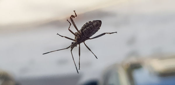 Close-up of insect