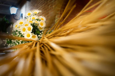 Close-up of yellow flower