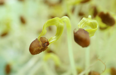 Close-up of rose