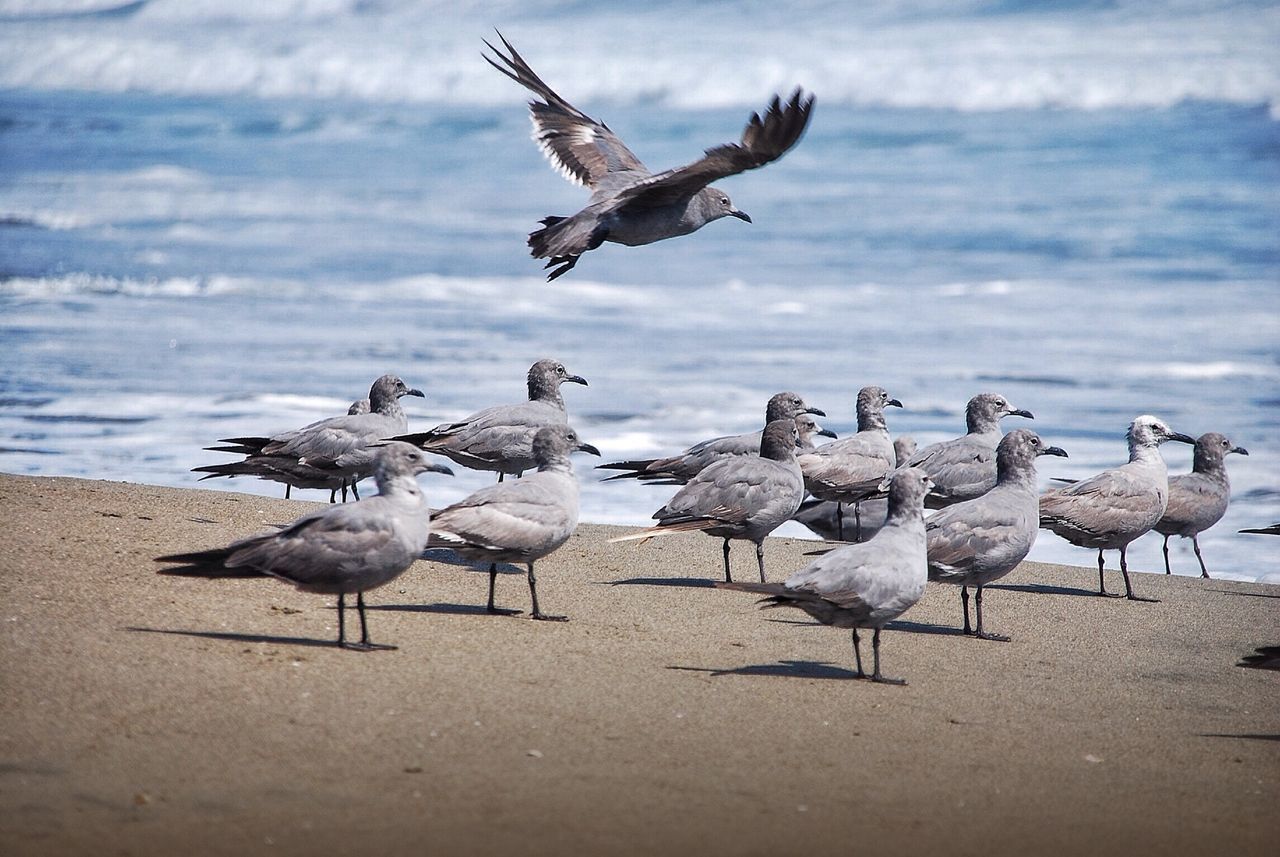 bird, animal themes, animals in the wild, wildlife, seagull, flock of birds, beach, flying, sand, spread wings, sky, medium group of animals, nature, shore, pigeon, togetherness, day, zoology, cloud - sky