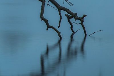 Close-up of bare tree against sky