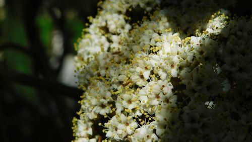 Close-up of white flowering plant