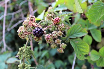 Close-up of berries growing on plant