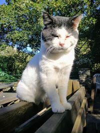 Cat sitting on a tree