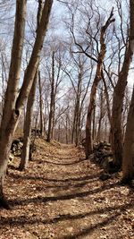 Trees in forest