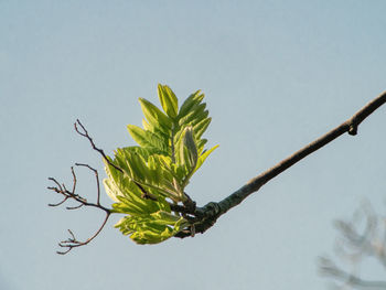 Low angle view of plant against clear sky