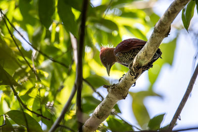 Close-up of a bird on branch