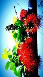 Low angle view of red flowers