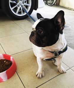 Dog looking at camera