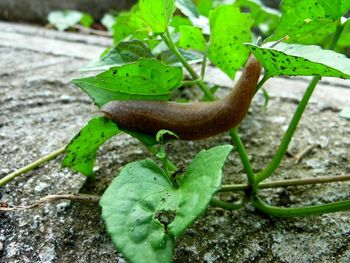 Close-up of plant