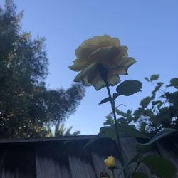 Low angle view of flowering plant against blue sky