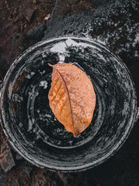 High angle view of autumn leaf on tree trunk