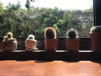 Potted cactus plants in yard against sky