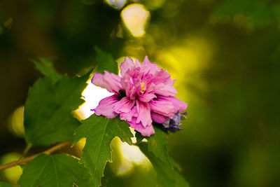 Close-up of pink flower blooming outdoors