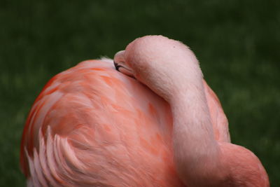 Close-up of a flamingo resting