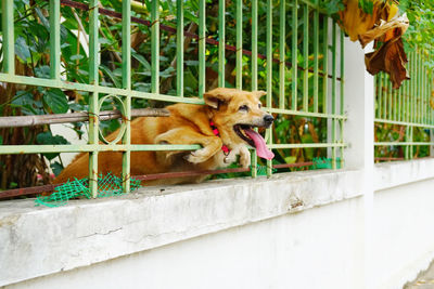 Dog looking away while standing on railing