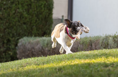 Dog running in field