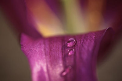 Close-up of wet purple flower